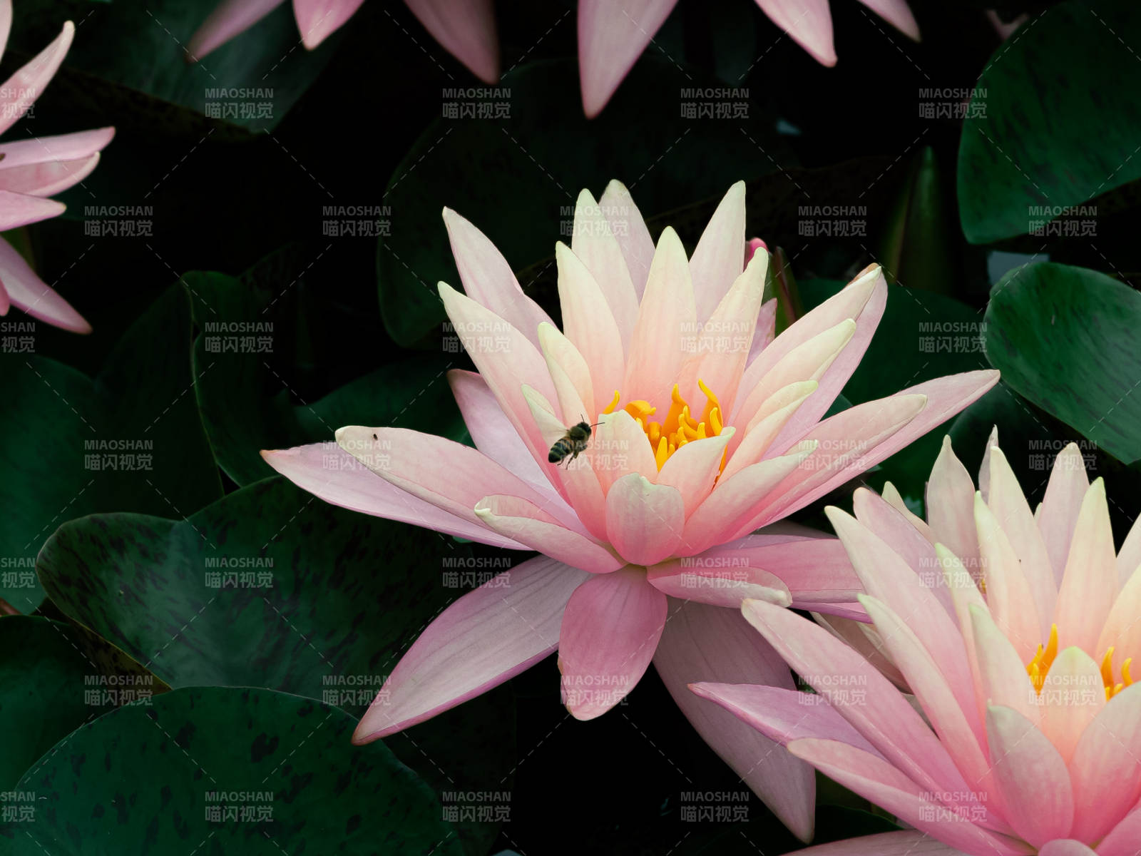粉色睡蓮與蜜蜂共舞