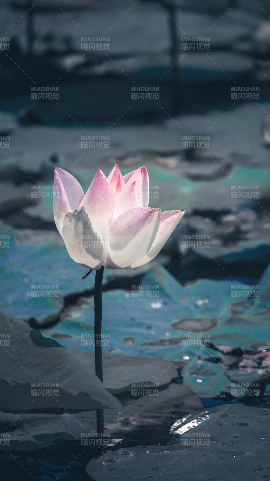 靜謐池塘中的蓮花綻放