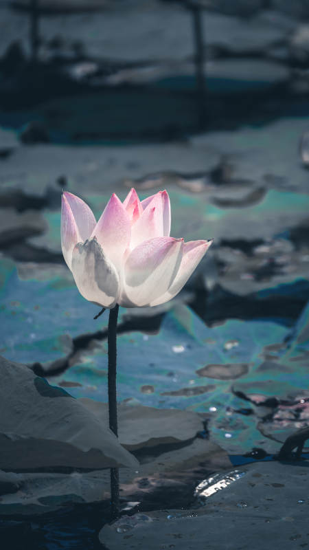 靜謐池塘中的蓮花綻放