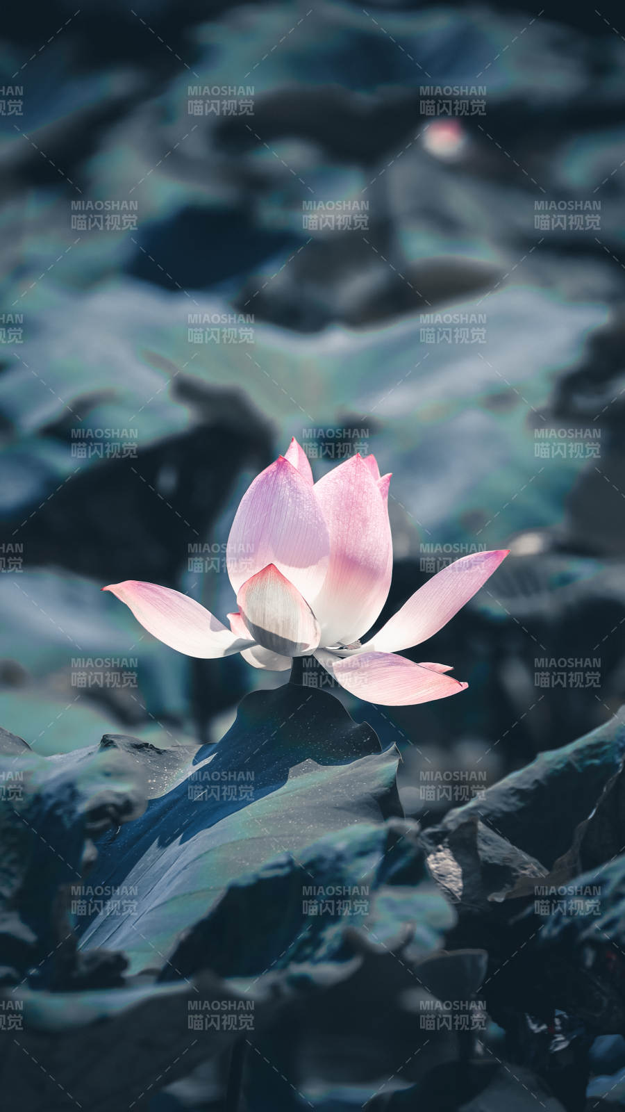 靜謐池塘中的蓮花綻放