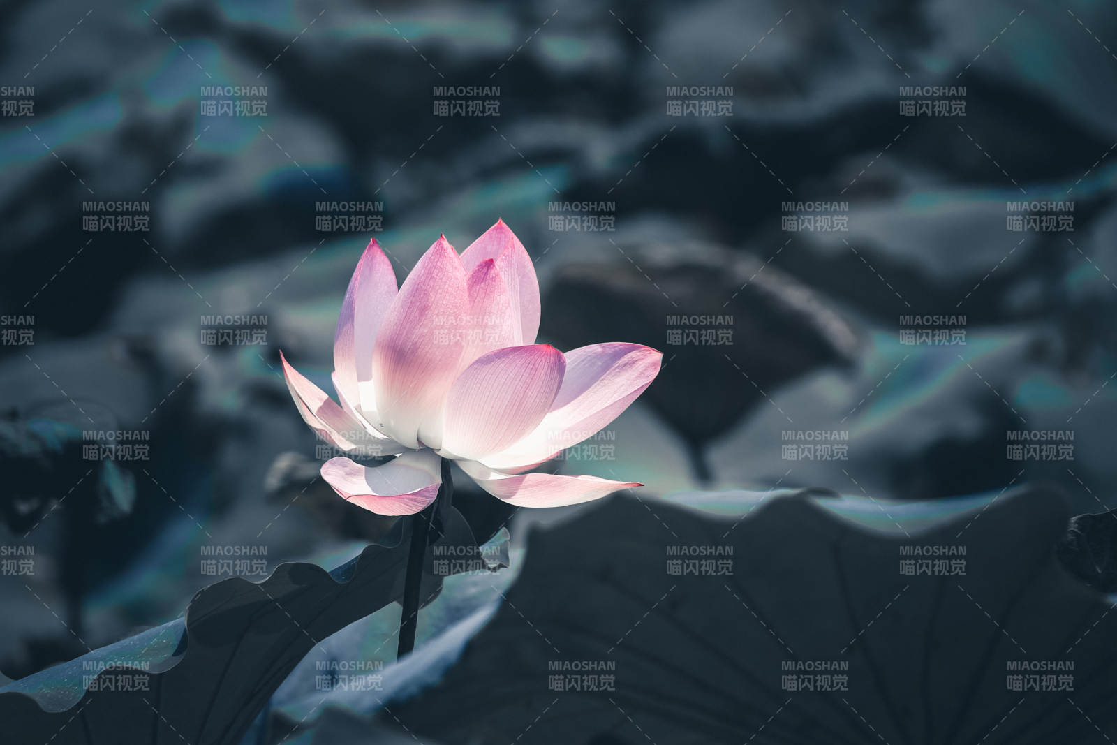 靜謐池塘中的蓮花綻放