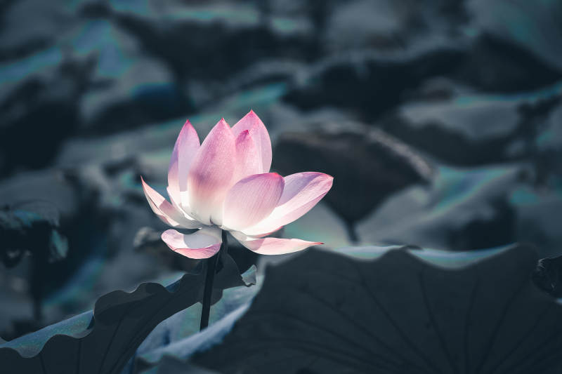 靜謐池塘中的蓮花綻放