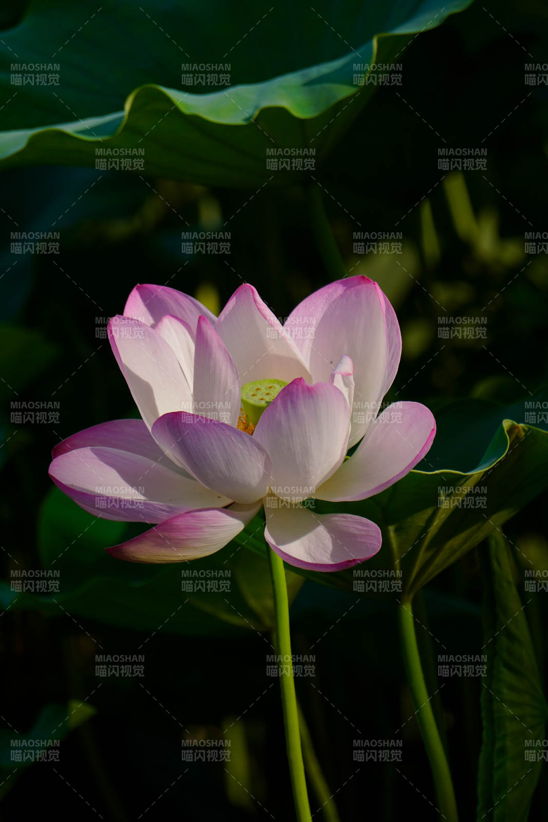 蓮花綻放 靜謐之美