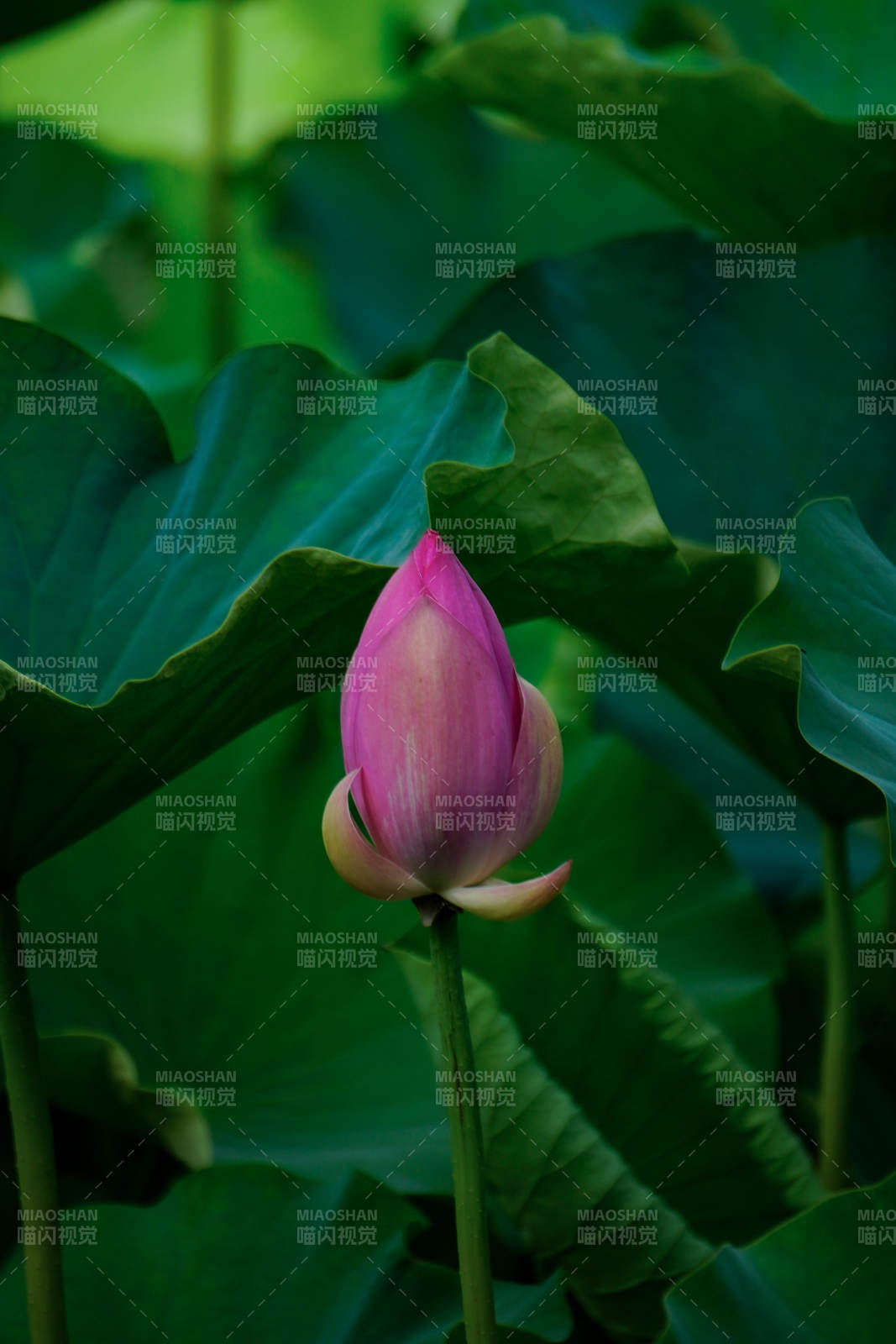 含苞待放的蓮花