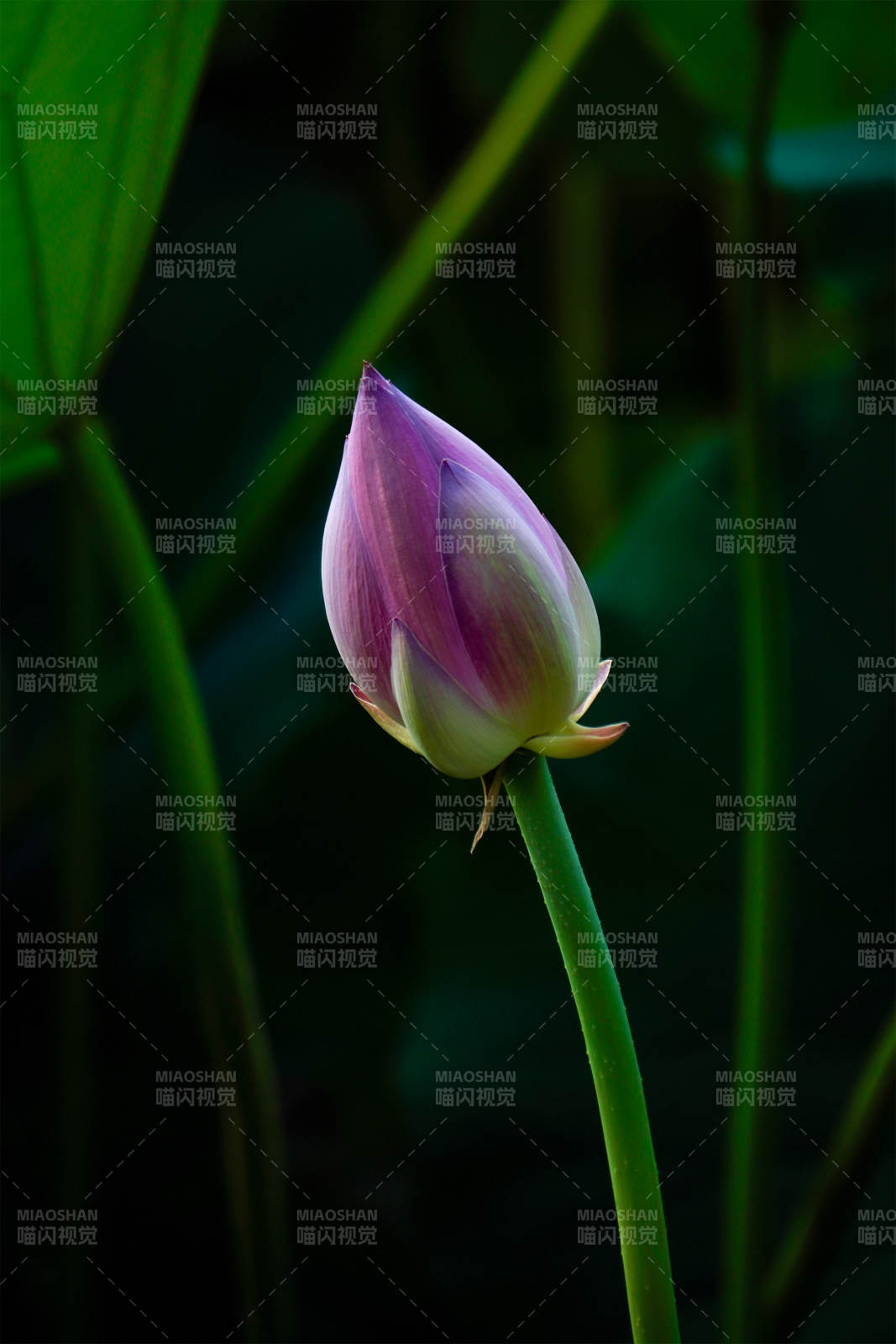 含苞待放的蓮花