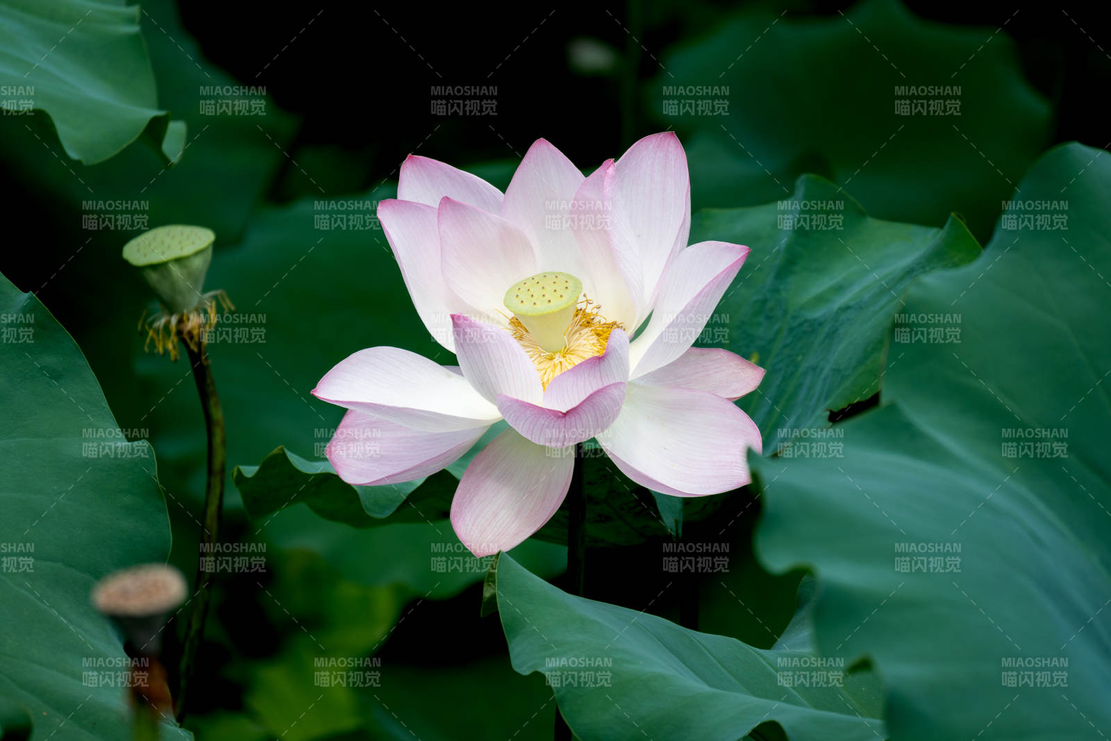 蓮花綻放 清新雅致
