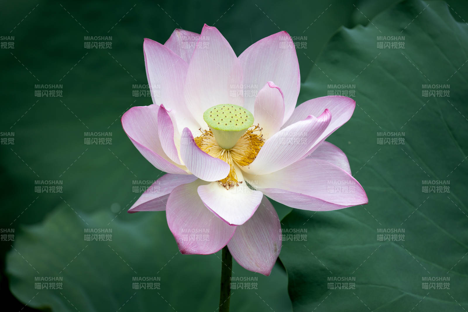 粉色蓮花綻放于綠葉間