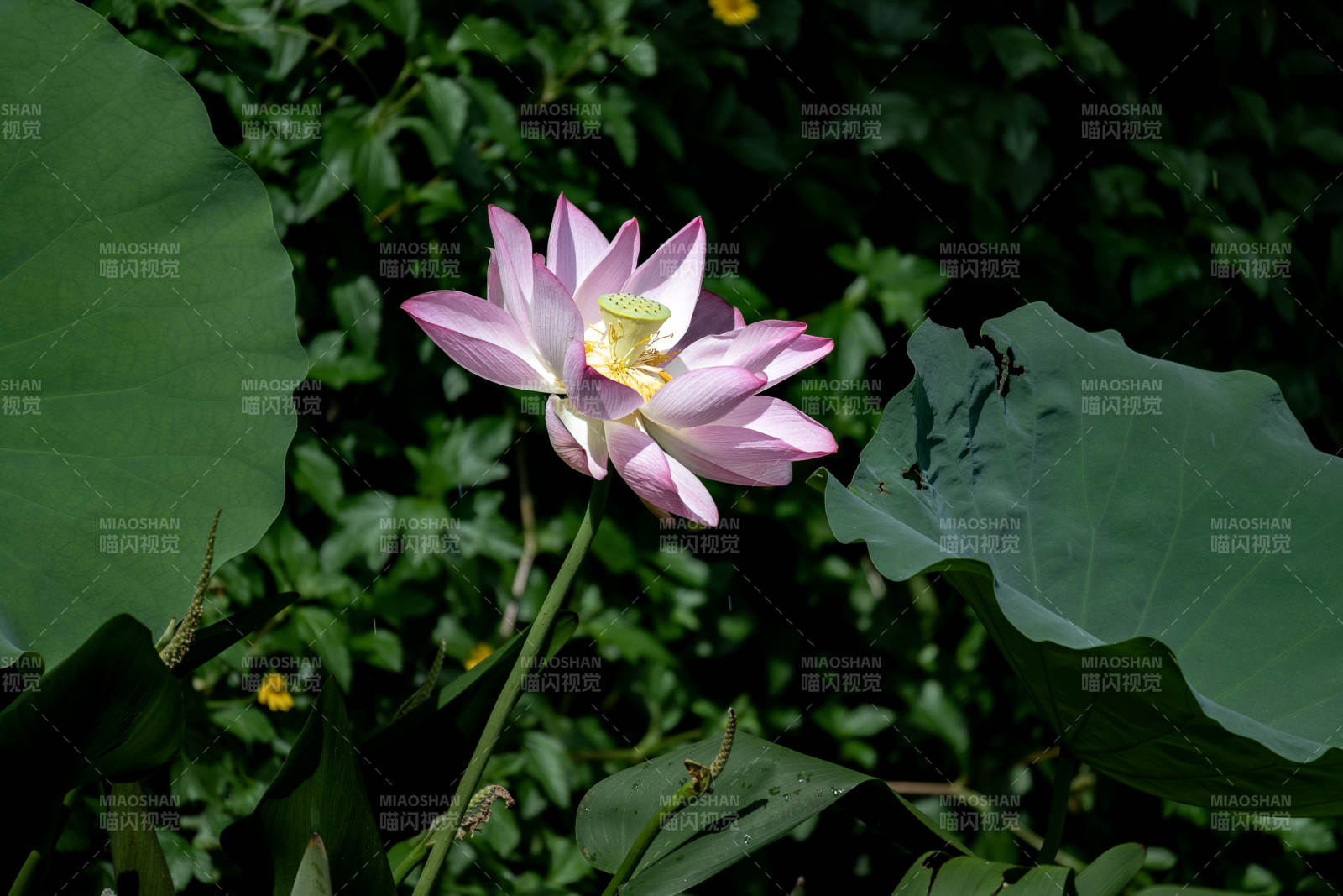 蓮花綻放 綠葉相伴