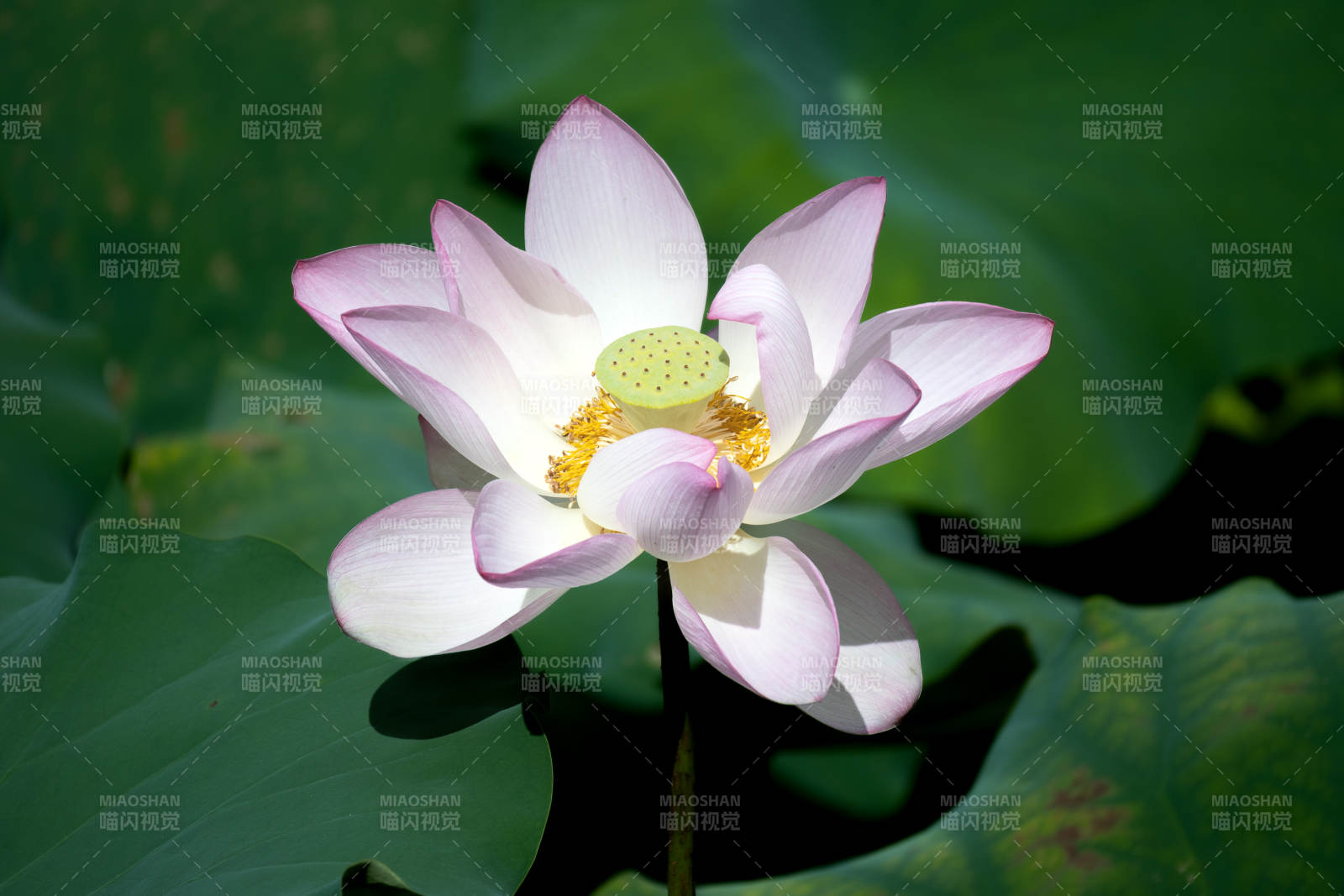 蓮花綻放 清新雅致