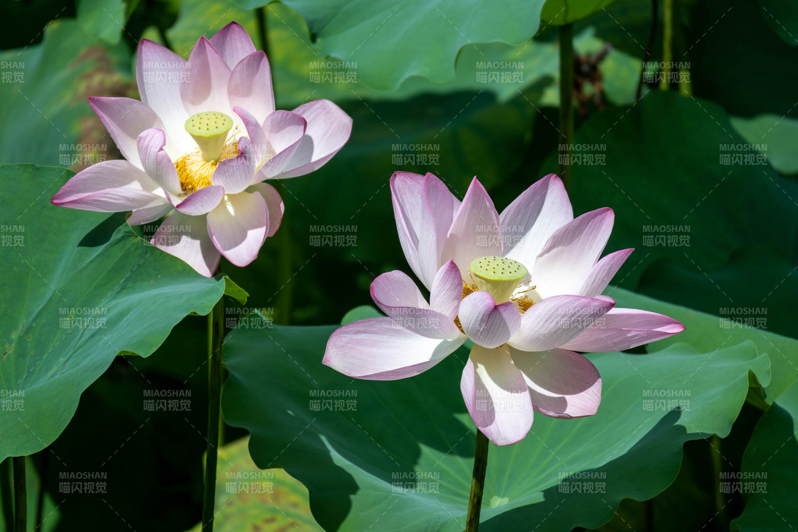 夏日荷花綻放美景