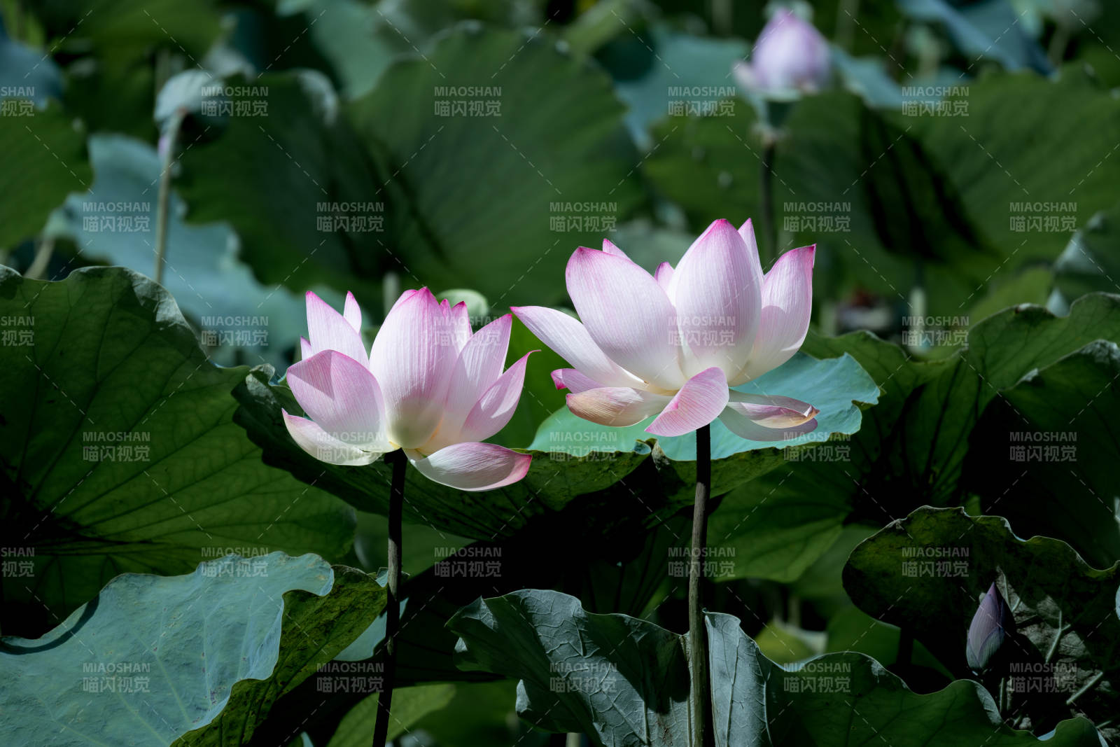 荷塘雙花映綠葉