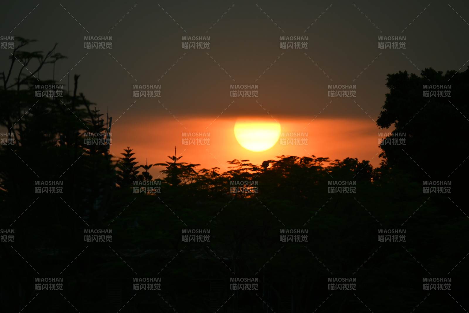 夕陽西下 樹影剪影