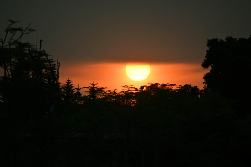 夕陽西下 樹影剪影