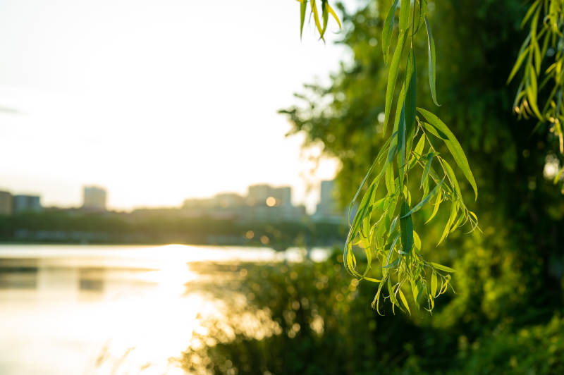 夕陽下的柳葉輕舞