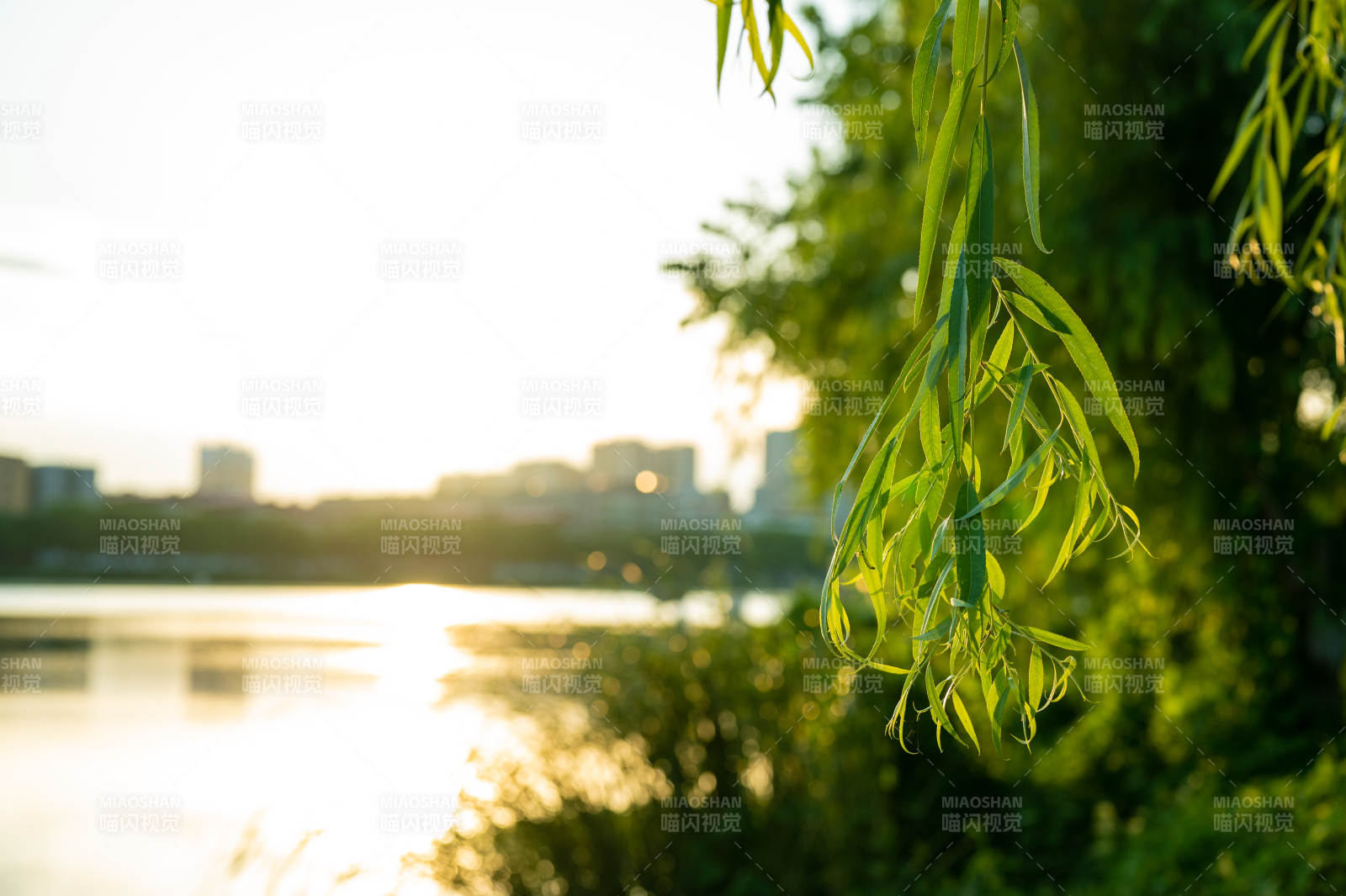 夕陽下的柳葉輕舞