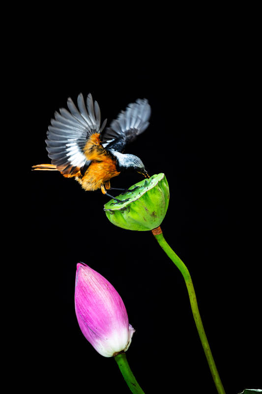 鳥(niǎo)兒輕觸蓮蓬瞬間