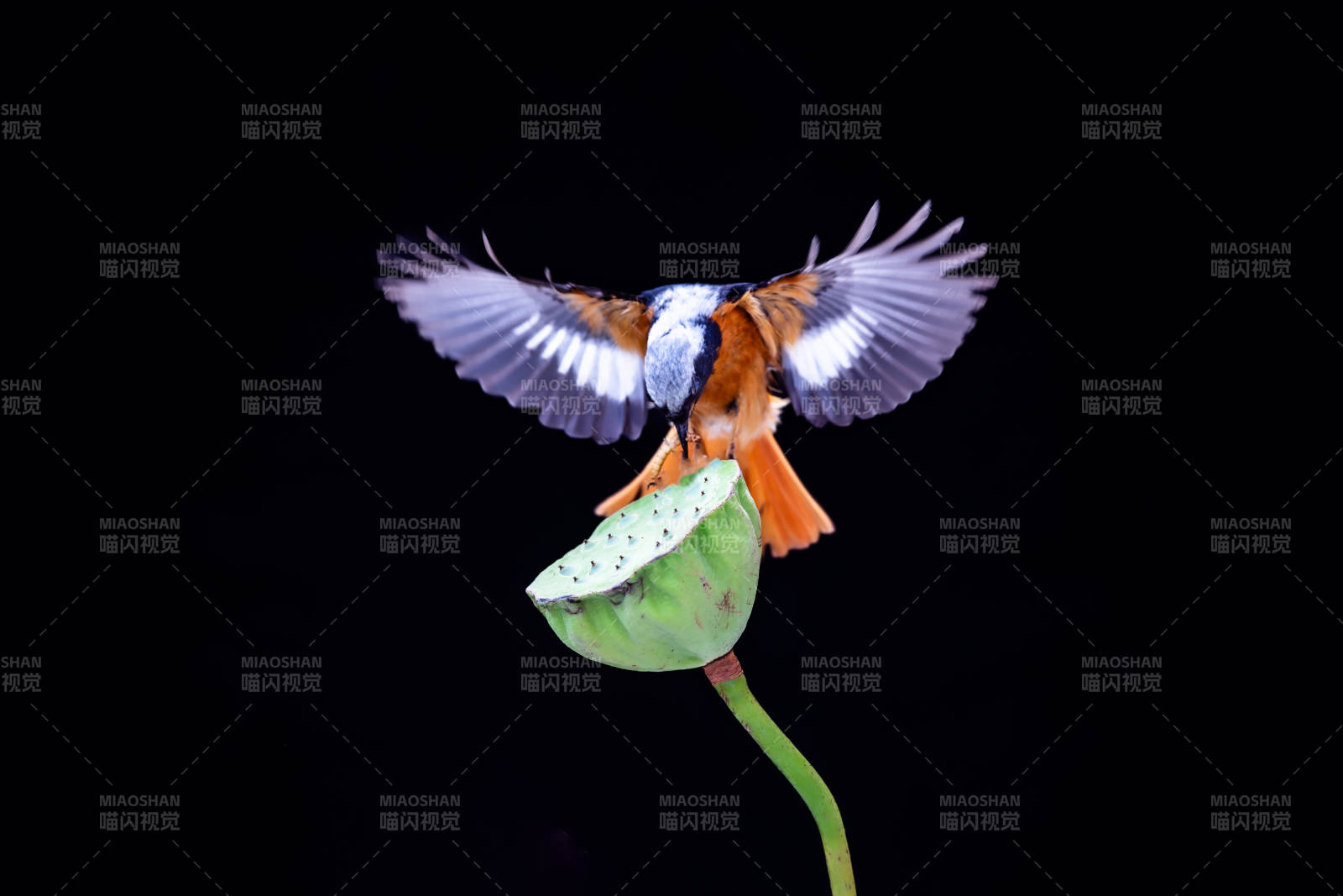 鳥兒展翅 蓮蓬之上