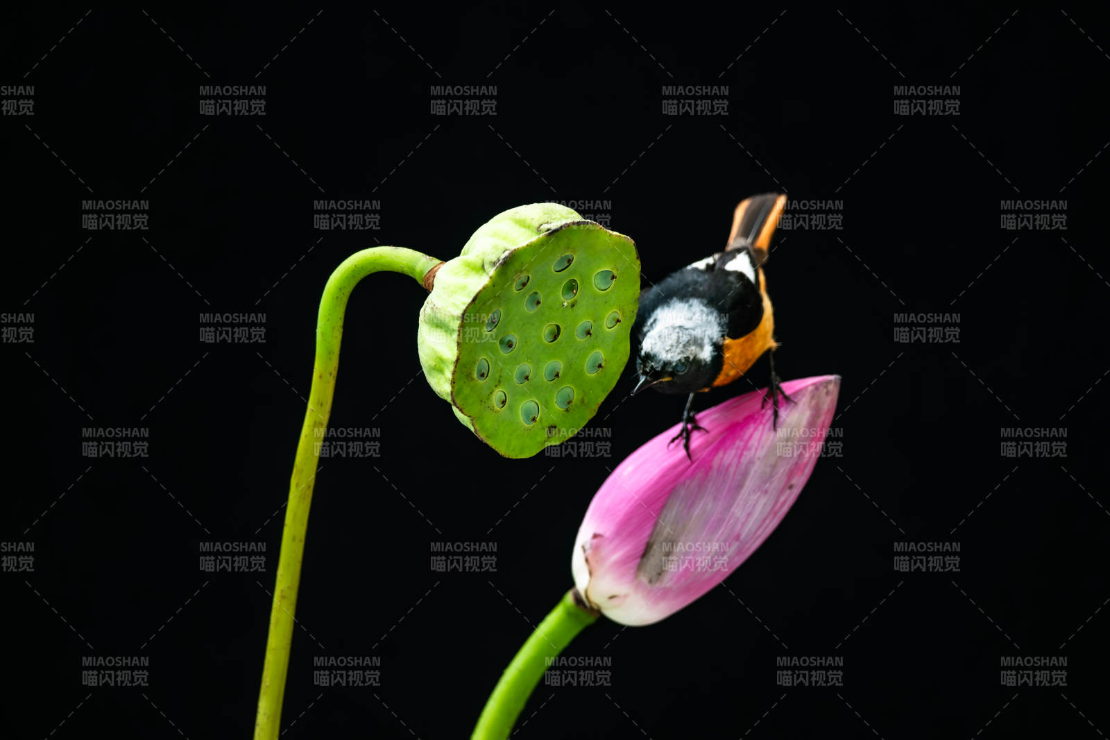 蜂棲蓮蓬 靜謐之美