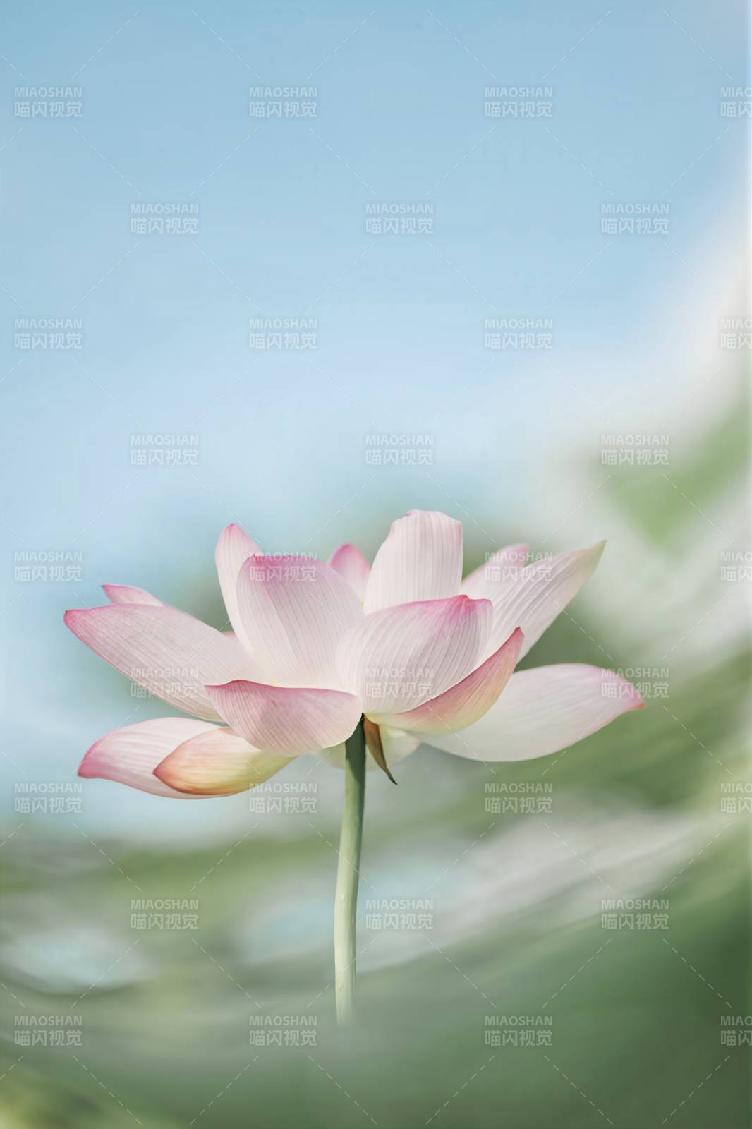 靜謐蓮花 淡雅之美