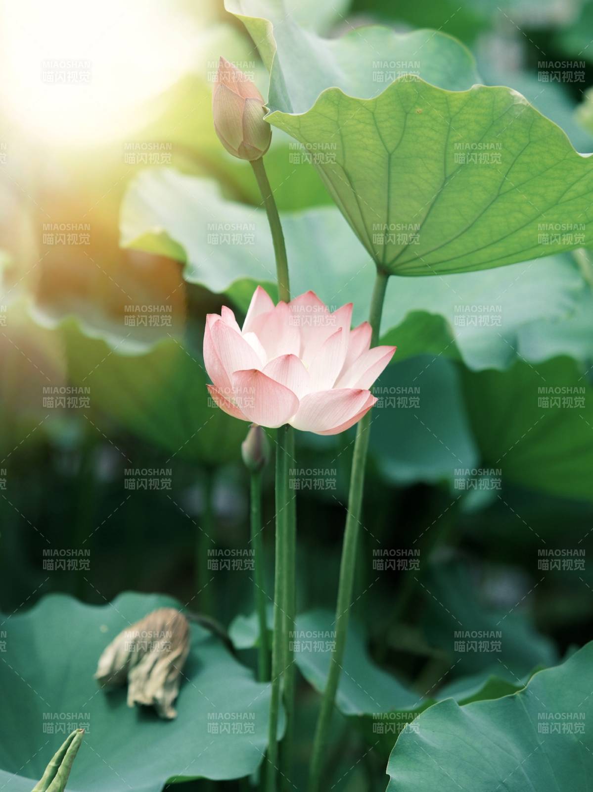 蓮花盛開 綠葉相伴