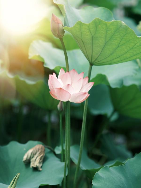 蓮花盛開 綠葉相伴