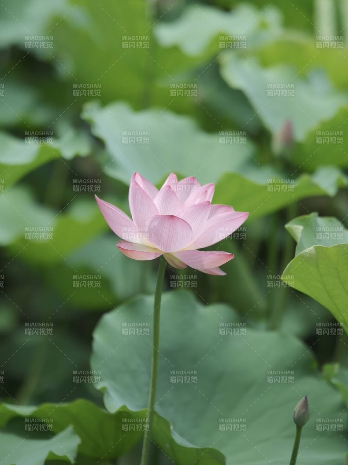 粉色蓮花靜謐綻放