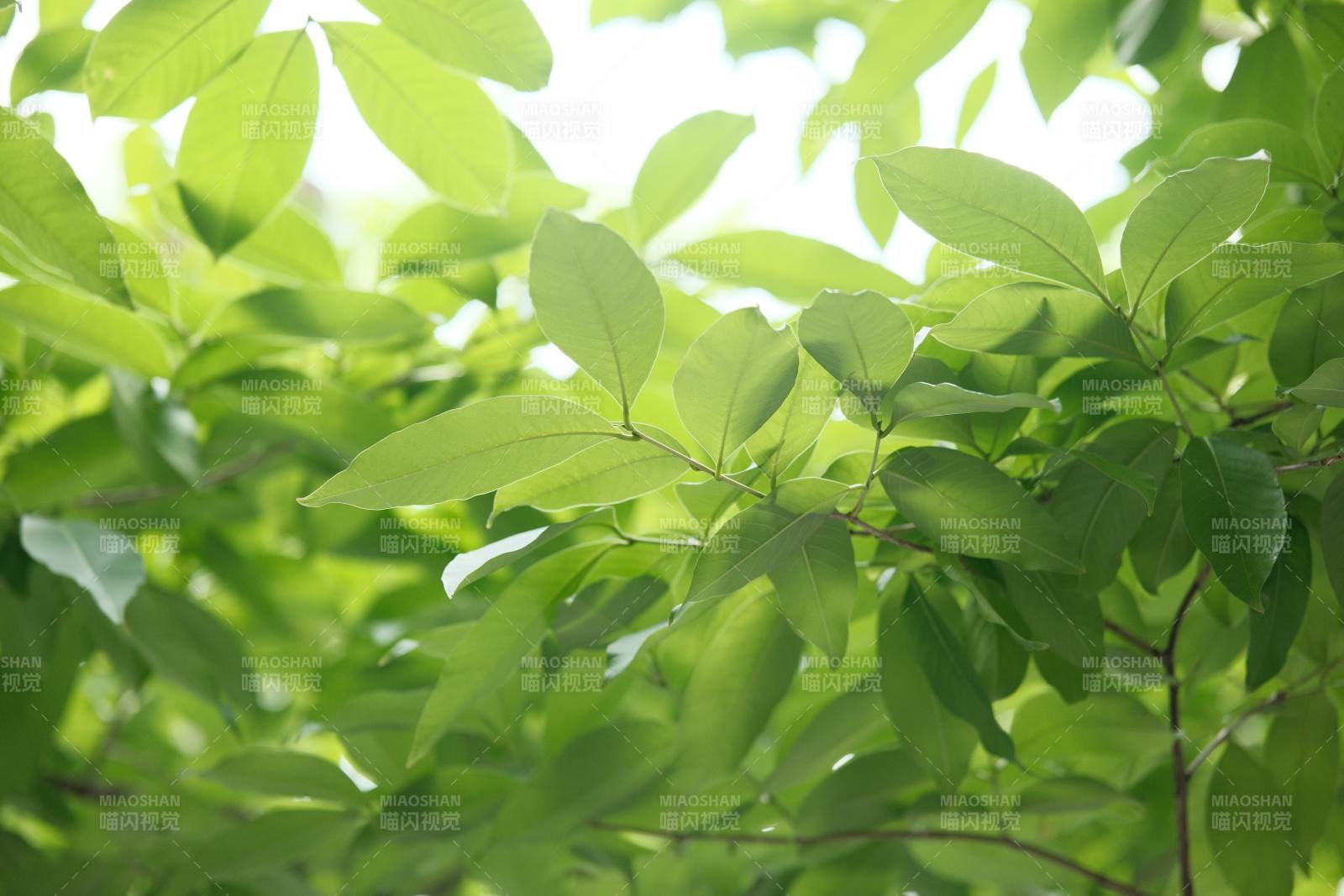 陽光穿透綠葉的瞬間