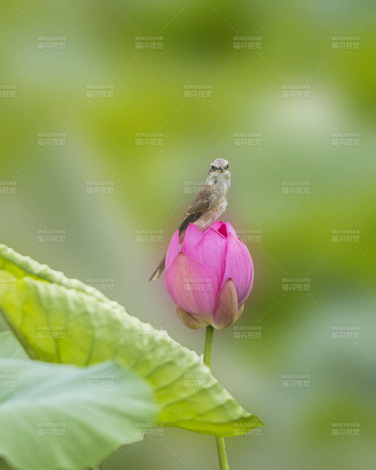 小鳥(niǎo)棲息蓮花上