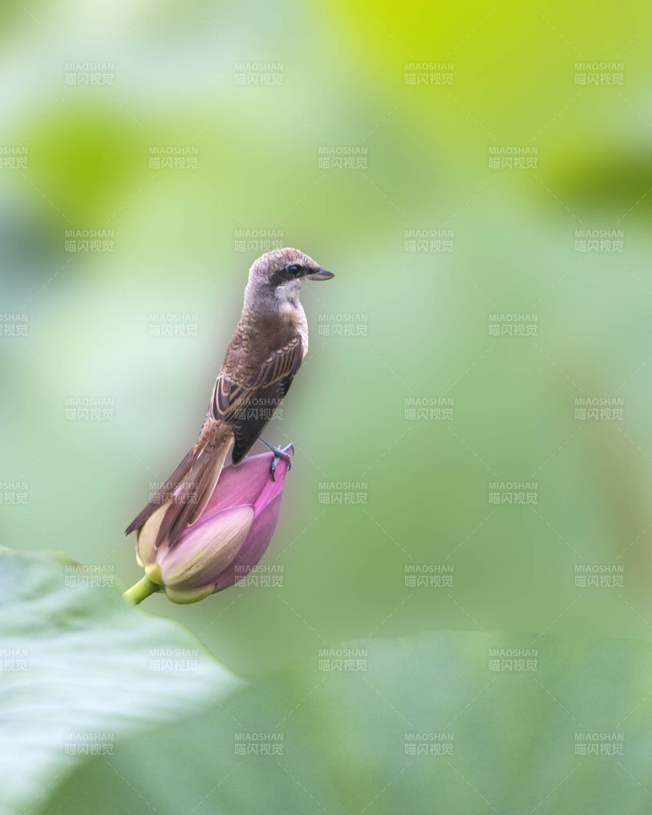 小鳥棲息蓮花上
