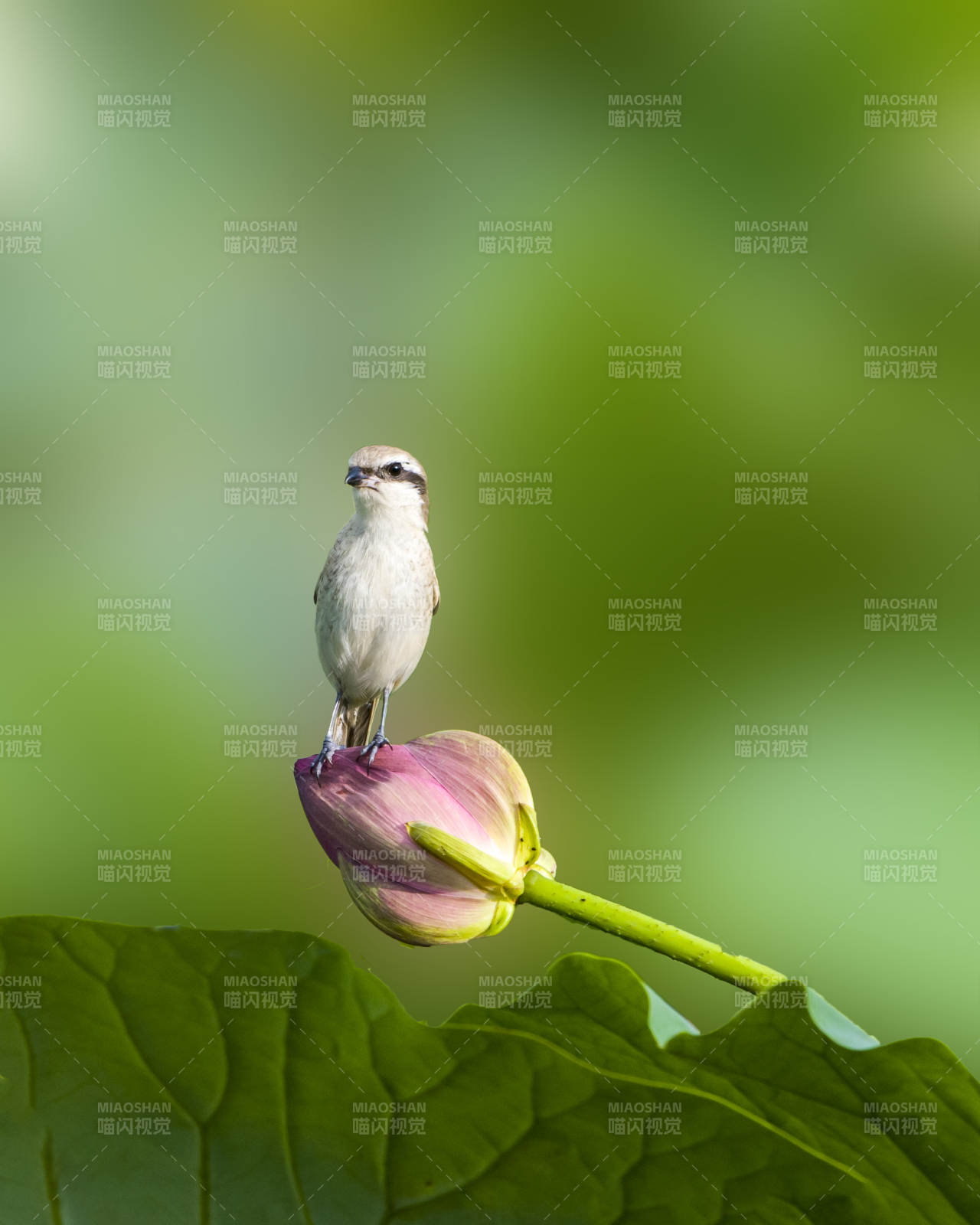 小鳥棲息蓮花上