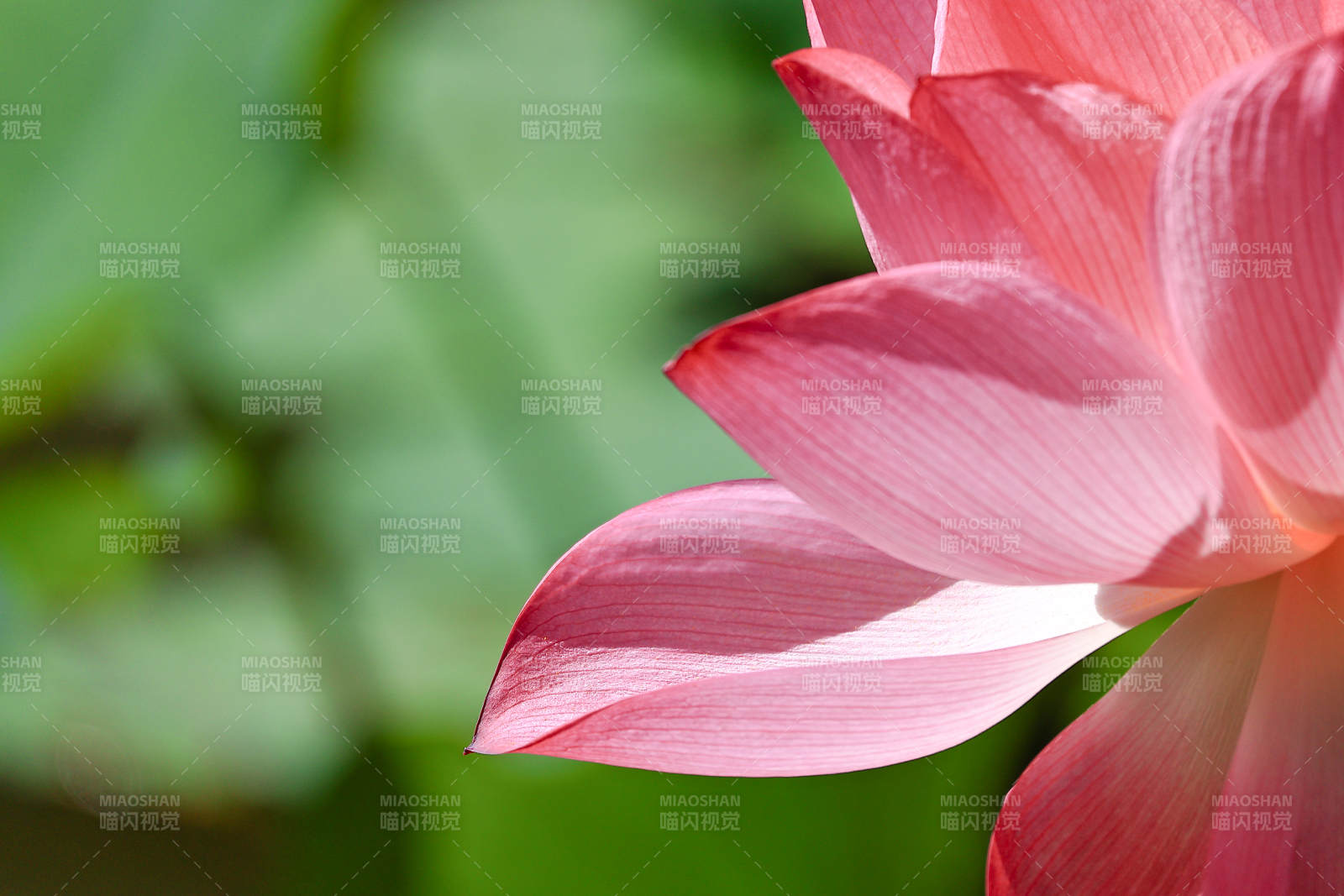 粉色蓮花的優雅綻放