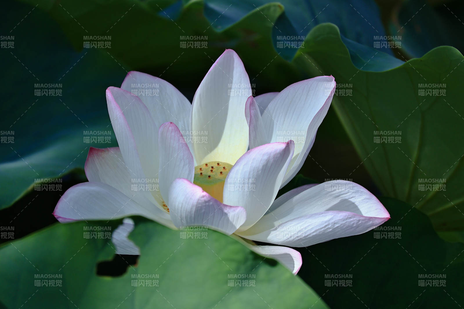 潔白蓮花映綠葉