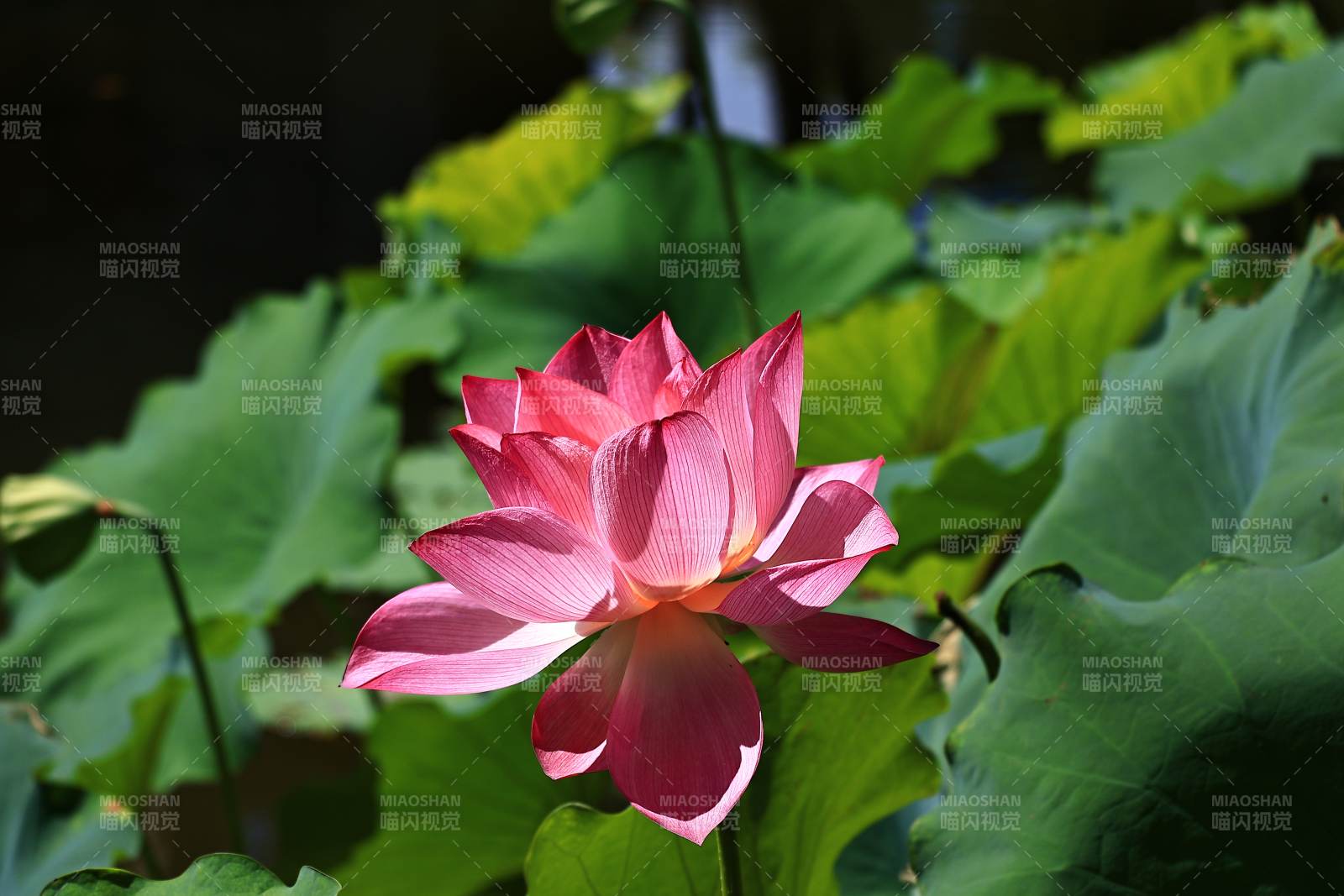 粉紅蓮花綻放于綠葉間