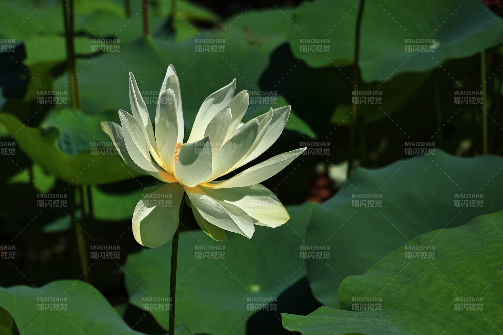池塘中的白色蓮花