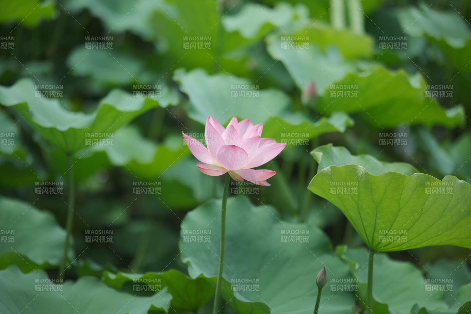 池塘中的粉色蓮花