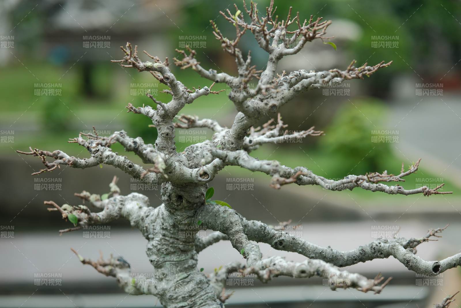 枯枝藝術(shù) 自然的雕塑之美