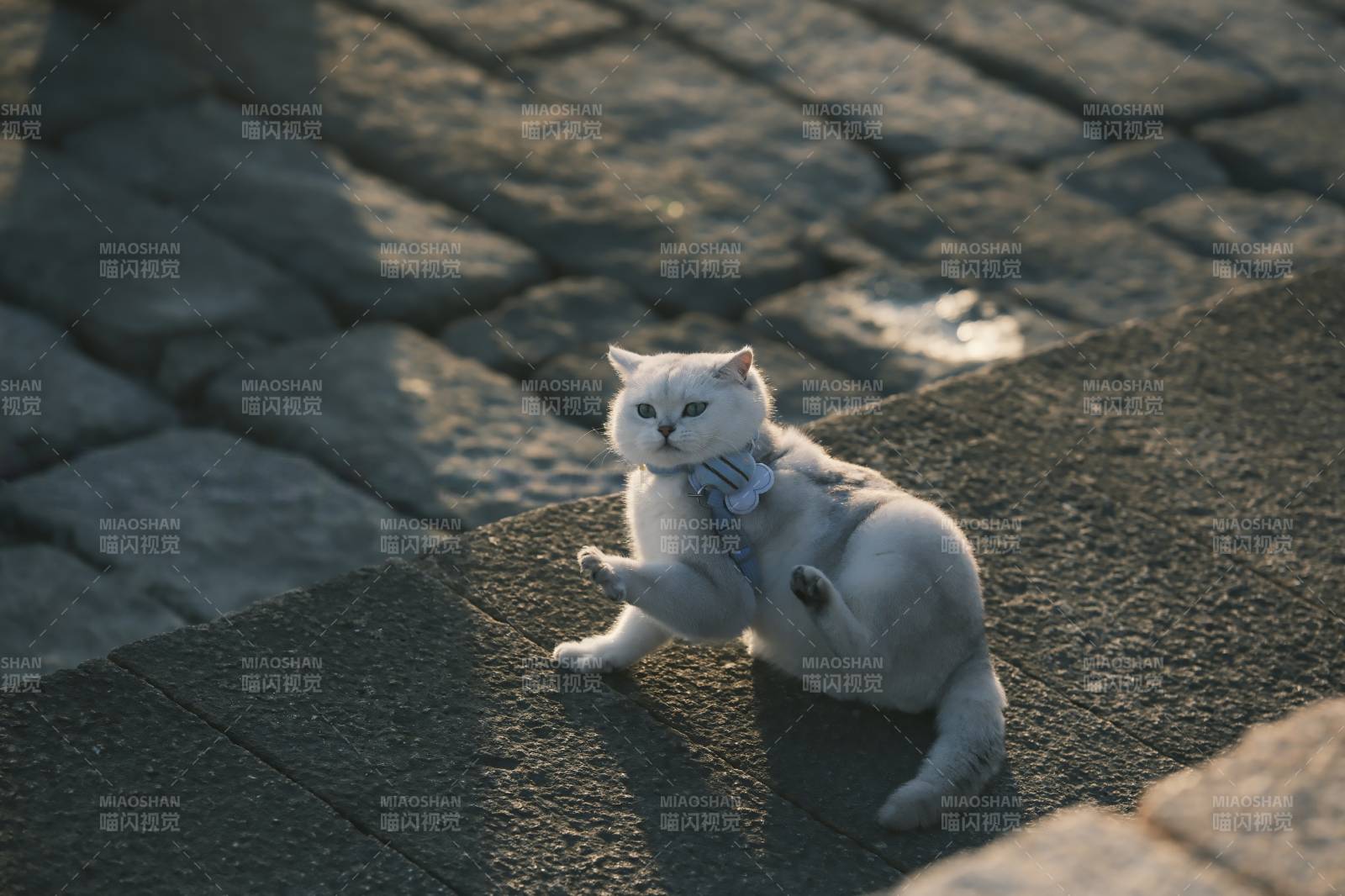陽光下的白色貓咪