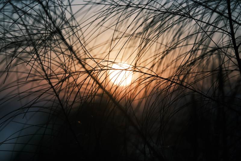 夕陽透過草叢的光芒