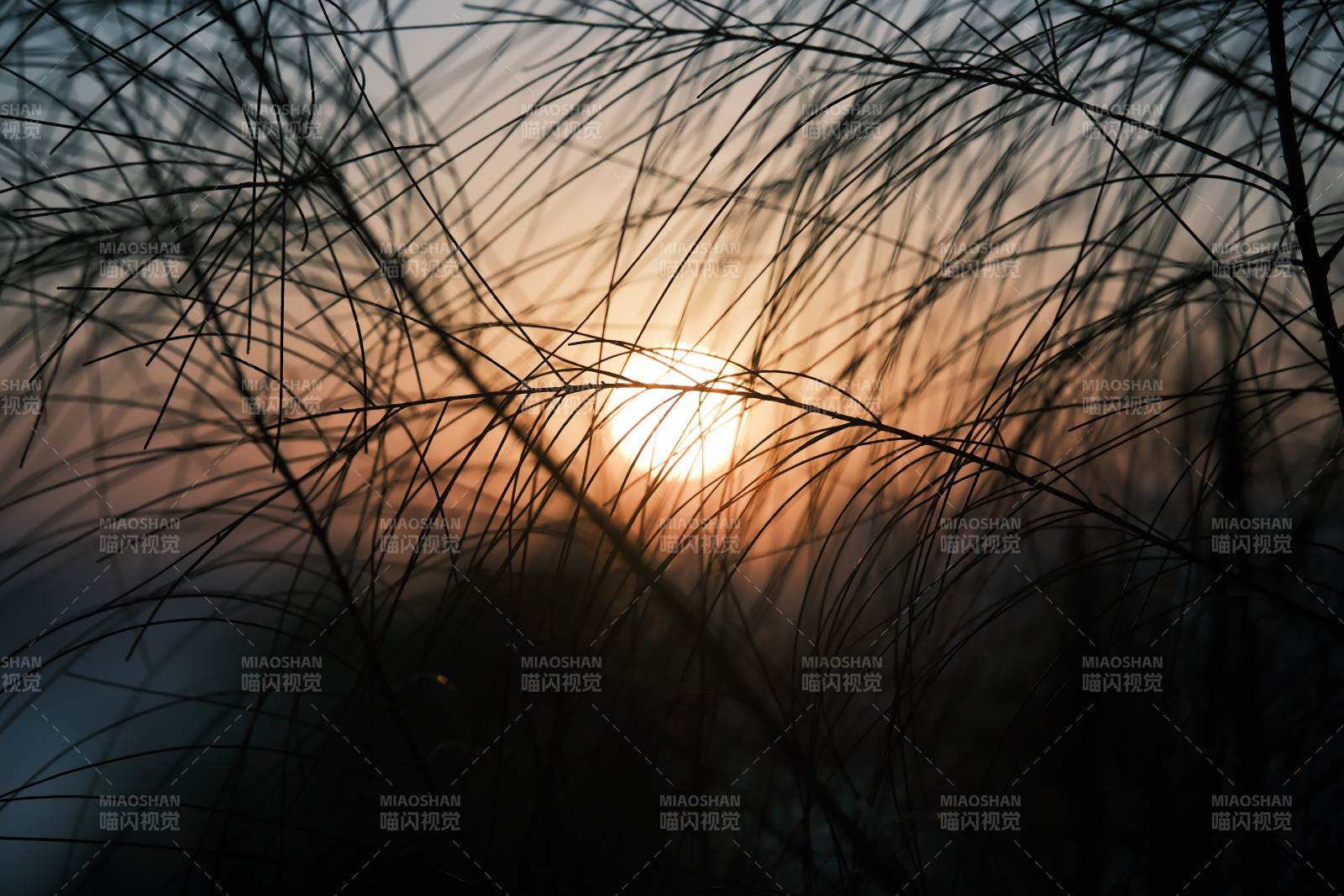 夕陽透過草叢的光芒