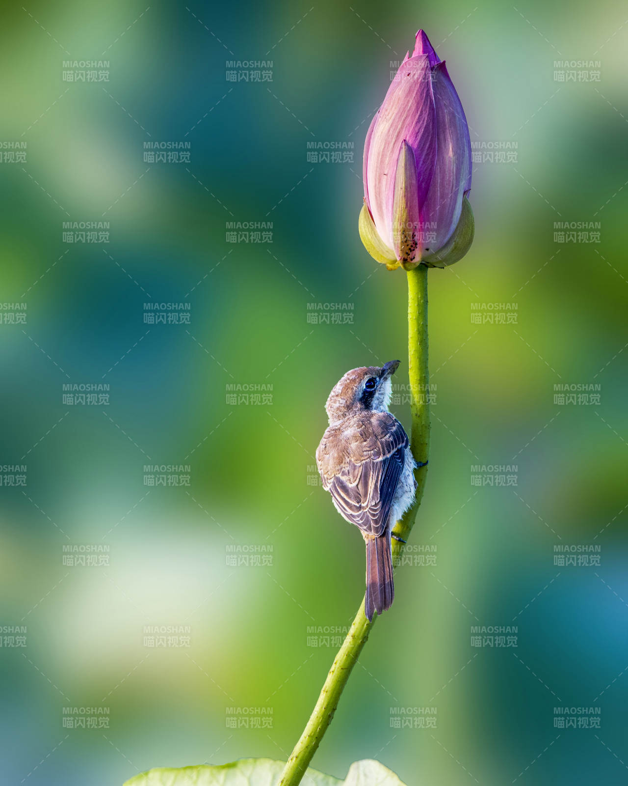 小鳥與蓮花的靜謐時(shí)光
