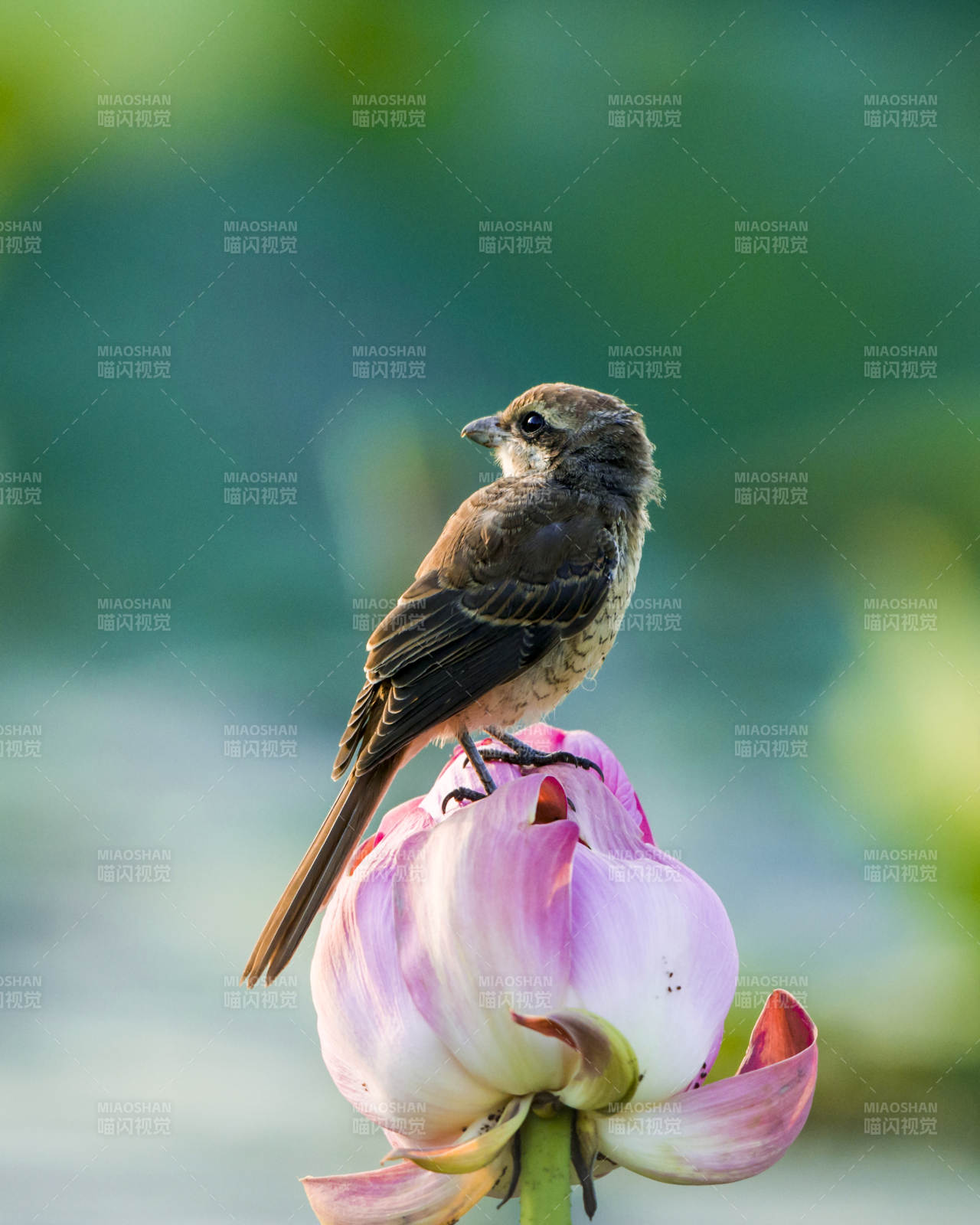 小鳥棲息蓮花上