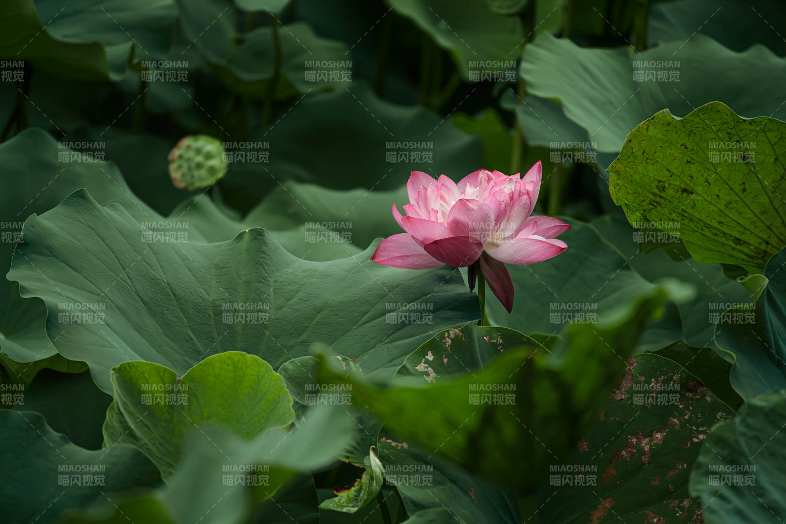 荷塘靜謐 蓮花綻放