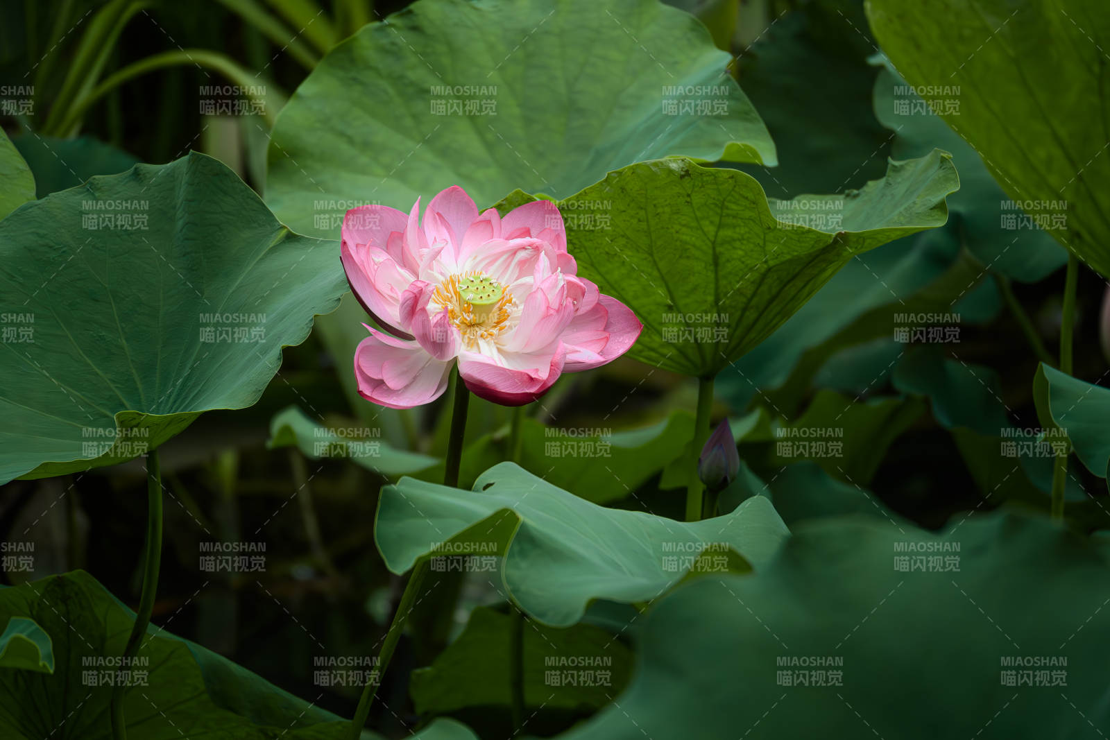 池塘中的蓮花盛開