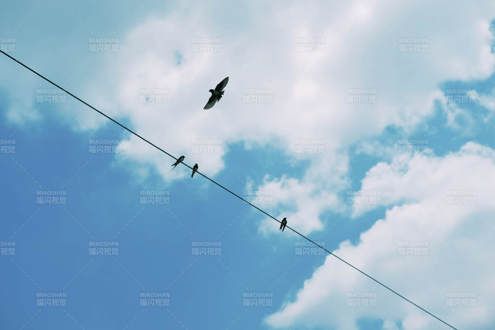 電線上的鳥兒與藍天白云