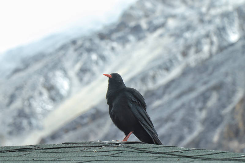 山間黑鳥棲屋頂