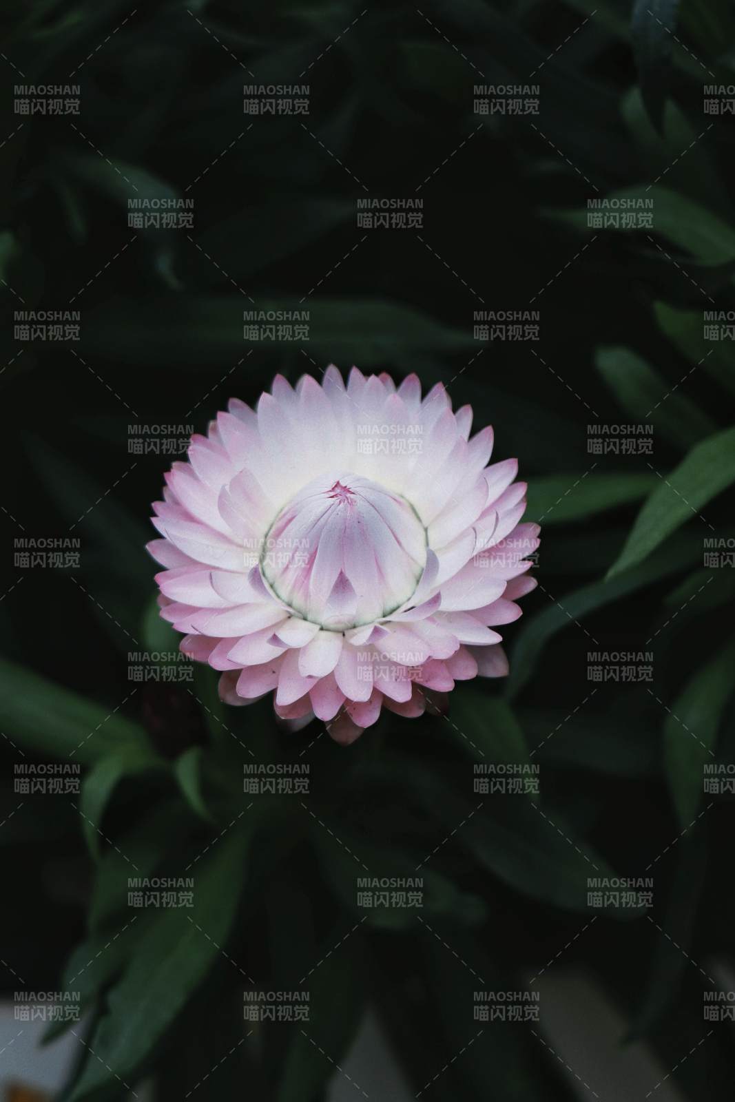 粉色花朵在綠葉中綻放