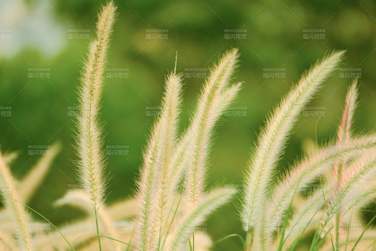 秋風中的蘆葦花