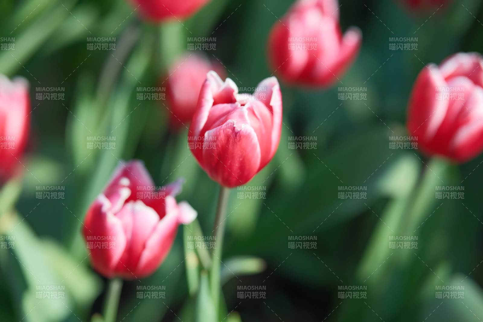 綻放的紅色郁金香花叢