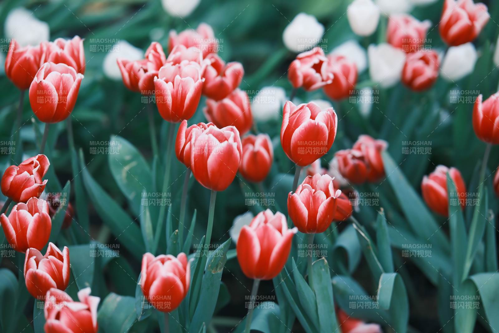 紅白相間的郁金香花海