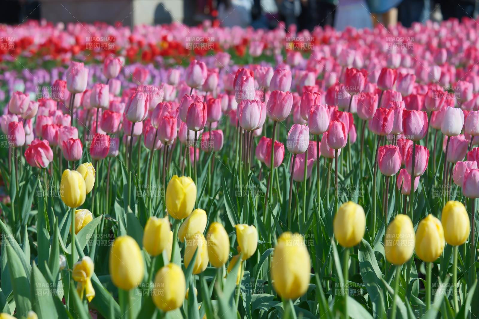 色彩斑斕的郁金香花田